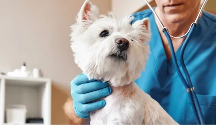Кто такой ветеринарный хирург: забота о здоровье наших питомцев