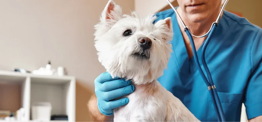 Кто такой ветеринарный хирург: забота о здоровье наших питомцев