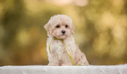 Мальтипу — идеальный питомец