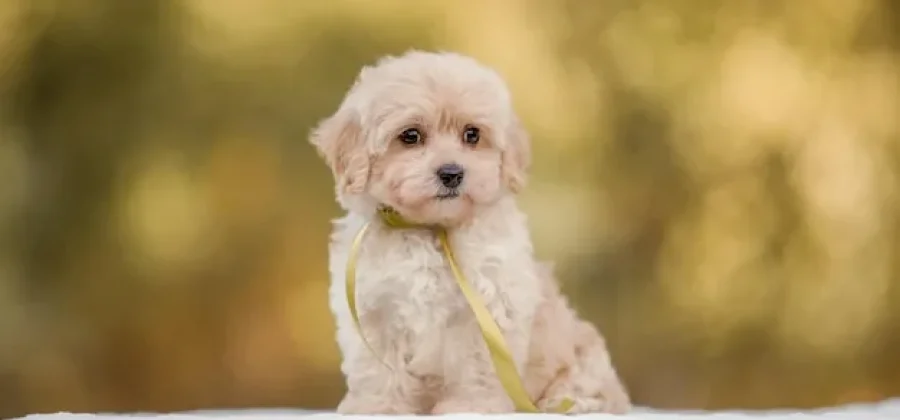 Мальтипу — идеальный питомец