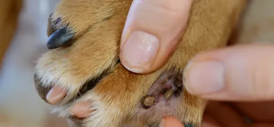 Симптомы укуса собаки клещом и необходимость обращения в ветеринарную клинику