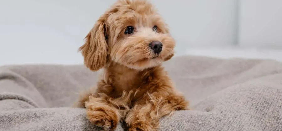 Мальтипу — особенности породы и нюансы содержания