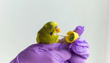 Когда нужно обращаться в ветеринарную клинику с попугаем: забота о здоровье вашего пернатого друга