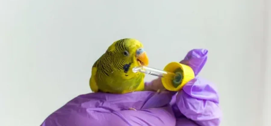 Когда нужно обращаться в ветеринарную клинику с попугаем: забота о здоровье вашего пернатого друга