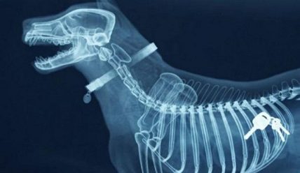 Рентген у животных: особенности диагностики в ветеринарной клинике