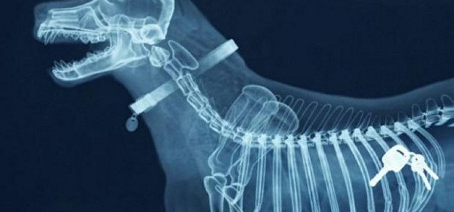 Рентген у животных: особенности диагностики в ветеринарной клинике