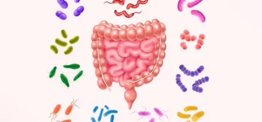 Как восстановить микрофлору кишечника